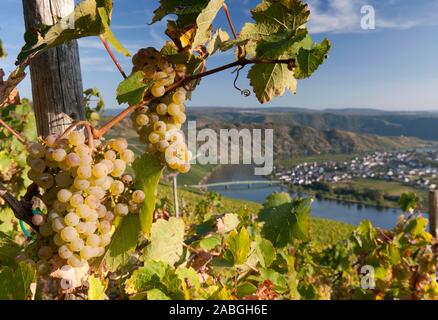 Anzeigen von Piesport Dorf vom Weinberg in Moseltal in Deutschland Stockfoto