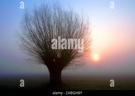 Weide im Winter, Silberweide (Salix alba), Stockfoto