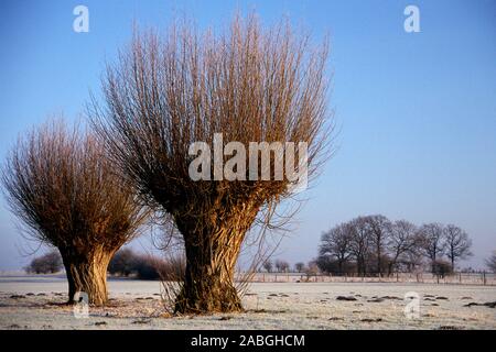Weide im Winter, Silberweide (Salix alba), Stockfoto