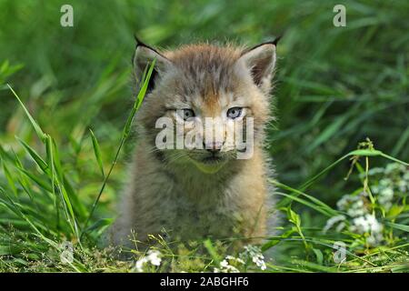 Junger Luchs (Lynx lynx) Stockfoto