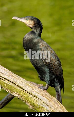 Kormoran (Phalacrocorax carbo), Stockfoto