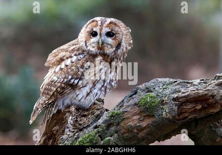 Waldkauz, Stix, Aluco (strigidae) auf moss Zweig in der Neuen Wald gehockt, Hampshire Stockfoto