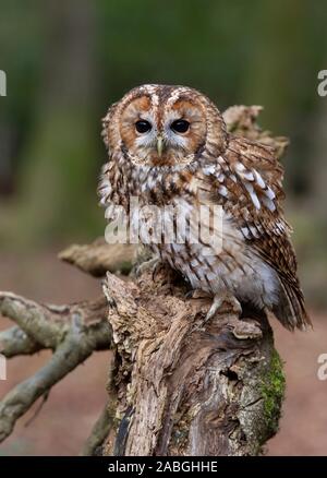 Waldkauz, Stix, Aluco (strigidae) auf moss Zweig in der Neuen Wald gehockt, Hampshire Stockfoto