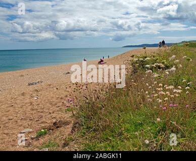 Wilde Blumen säumen den Strand bei slapton Sands in South Devon Stockfoto