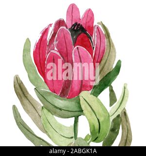 Florale nahtlose Muster mit Protea. Hand gezeichnet Abbildung. Stockfoto
