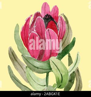 Florale nahtlose Muster mit Protea. Hand gezeichnet Abbildung. Stockfoto