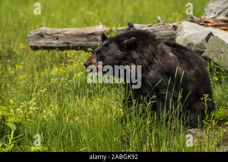 Ein schwarzer Bär in das grüne Gras sitzen neben einem gefallenen Baum. Stockfoto