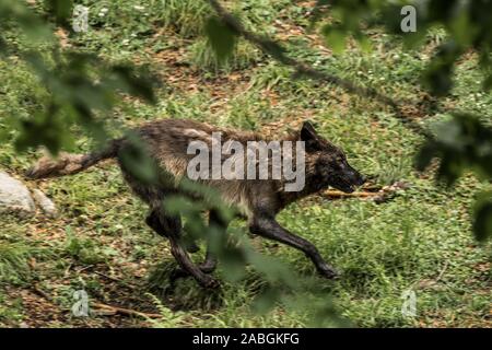 Eine einsame Schwarze Wolf läuft durch die Bäume Stockfoto