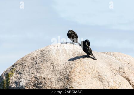 Ein Paar Schlacken (Phalacrocorax aristotelis) auf einem Felsen Stockfoto