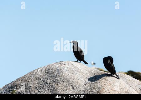 Ein Paar Schlacken (Phalacrocorax aristotelis) auf einem Felsen Stockfoto