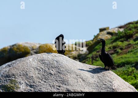 Ein Paar Schlacken (Phalacrocorax aristotelis) auf einem Felsen Stockfoto