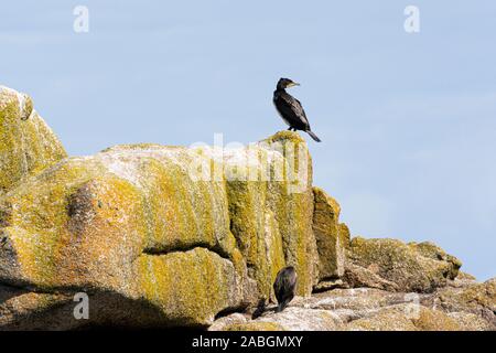 Ein juveniler großer schwarzer Kormoran (Phalacrocorax carbo), der auf Felsen percht Stockfoto