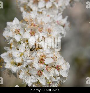 Close up honey bee auf Weiß cherry tree blossom bestäuben, Low Angle View Stockfoto