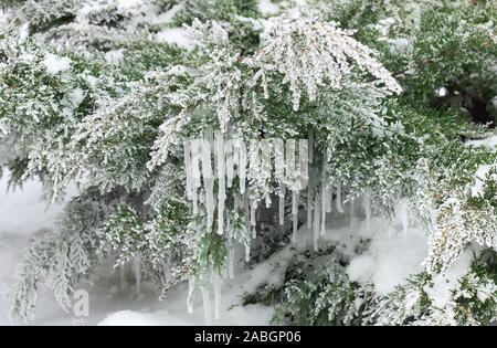 Schönen winter Detail: eiszapfen an Juniper Filialen mit Schnee und Raureif auf weißem Schnee Hintergrund, Kopieren, Nahaufnahme. Weihnachten und Neujahr Stockfoto