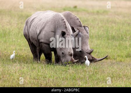 Zwei Nashörner fressen das Gras in der Gesellschaft von zwei westlichen Reiher in der Lake Nakuru National Park Stockfoto