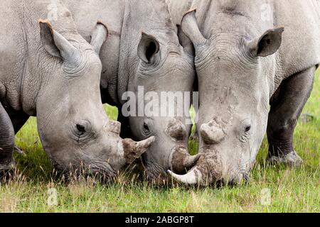 Drei Nashörner fressen das Gras in der Lake Nakuru National Park Stockfoto