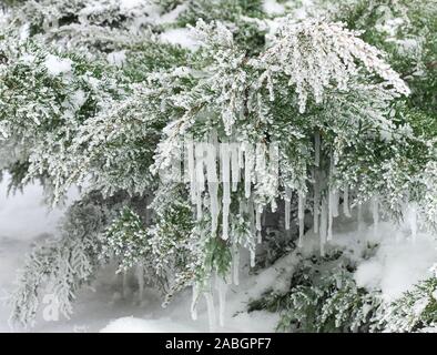 Schönen winter Detail: eiszapfen an Juniper Filialen mit Schnee und Raureif auf weißem Schnee Hintergrund, kopieren. Weihnachten und Neujahr hol Stockfoto