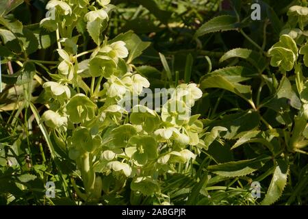 Holly-leaved Germer in der Blüte im Frühjahr, Helleborus argutifolius oder korsische Nieswurz im März in botanischen Garten in Deutschland Stockfoto