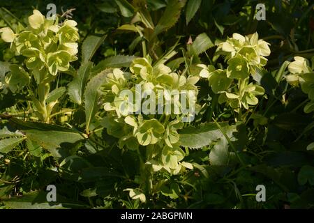 Helleborus argutifolius oder korsische Nieswurz im März in botanischen Garten in Deutschland, Holly-leaved Nieswurz mit drei Stacheligen - gezahnte Faltblätter und gr Stockfoto