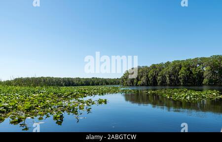 Central Florida See, mit Bäumen am Ufer und Vegetation auf der Wasseroberfläche Stockfoto
