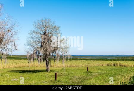 Ein einsamer Baum, drapiert mit spanischem Moos, am See in den amerikanischen Südstaaten Stockfoto