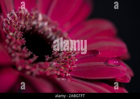 Ein Lila/Rot Blume Nahaufnahme, mit einem Tropfen Wasser auf einem Blumenblatt Stockfoto
