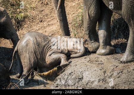 Closeup baby Afrikanischer Elefant liegend auf einer schlammigen Ufer zwischen zwei erwachsenen Elefanten am Wasserloch, Wasserloch, Wasser Loch in Kruger, Südafrika Stockfoto