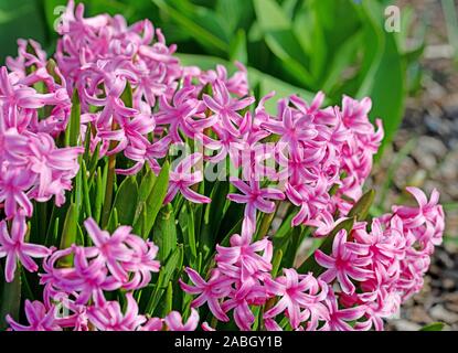Bunte Hyazinthen im Garten Stockfoto