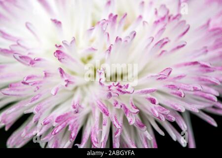 White English daisy flower lila Farbton Stockfoto