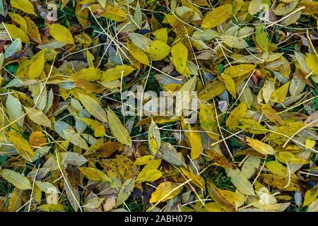 Herbstfarben - Schöne Nahaufnahme von Gelb gefärbte Blätter auf einer Wiese im Oktober Stockfoto