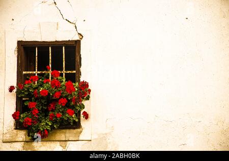 Rote Blumen Fenster und die alte Mauer Stockfoto