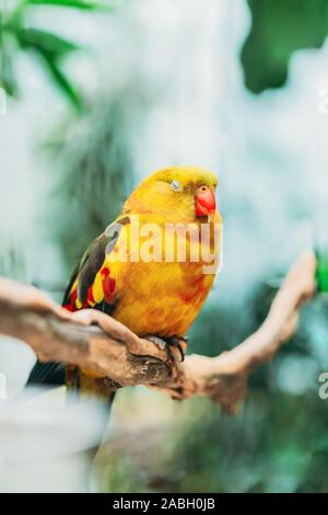 Schlafende gelbe Regent Parrot oder Rock Pebbler. Vögel können trainiert werden. Wild Bird. Stockfoto