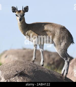 Ein männlicher Klippspringer (Oreotragus oreotragus) in einem typischen auf einem Felsvorsprung darstellen, einen KOPJE. Klipspringers haben sich auf die Spitzen Ihrer ho zu gehen Stockfoto