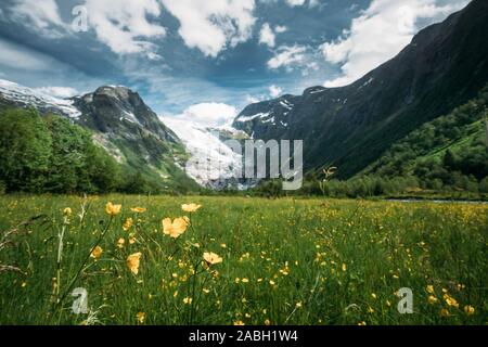 Jostedalsbreen Nationalpark, Sogn og Fjordane County, Norwegen. Wilde Blumen blühen in der Nähe von Boyabreen Gletscher im Frühjahr sonnigen Tag. Berühmten norwegischen Land Stockfoto