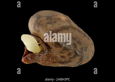 Alkanet Pentaglottis sempervirens, Grün, ausdauernde Ochsenzunge, Samen, Nahaufnahme, Korngröße 3 mm Stockfoto