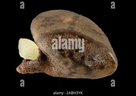 Alkanet Pentaglottis sempervirens, Grün, ausdauernde Ochsenzunge, Samen, Nahaufnahme, Korngröße 3 mm Stockfoto