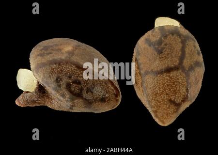 Alkanet Pentaglottis sempervirens, Grün, ausdauernde Ochsenzunge, Samen, Nahaufnahme, Korngröße 3 mm Stockfoto