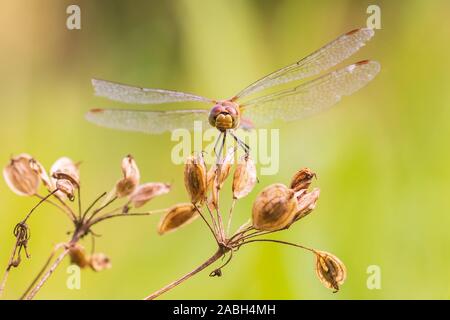 Sympetrum vulgatum, vagrant Darter oder Schnurrbärtige darter Vorderansicht. Flügel Er trocknet seine Flügel in den frühen, warme Sonne Licht Stockfoto