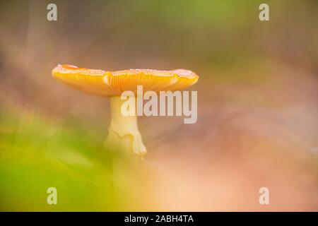 Amanita muscaria, fly Agaric oder amanita basidiomycota muscimol Pilz mit typischen weißen Flecken auf einem Red Hat in einem Wald fliegen. Natürliches Licht, lebendige Stockfoto