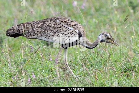 Eine männliche Schwarze-bellied bustard oder Schwarz-bellied Korhaan (Lissotis melanogaster, Eupodotis melanogaster) sucht für Wirbellose im Gras des Stockfoto