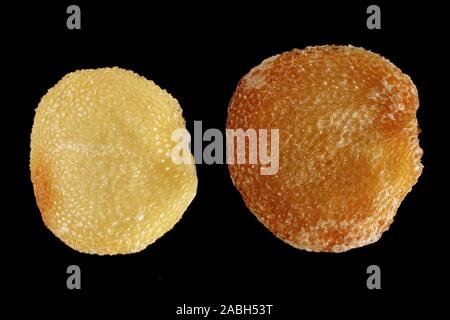 Solanum dulcamara, Bittersüßer, Bittersüsser Nachtschatten, Samen, Nahaufnahme, Korngröße 2-3 mm. Stockfoto