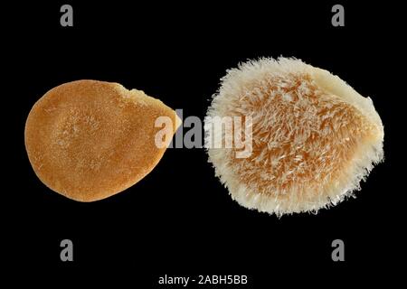 Solanum Lycopersicum, Tomate, Tomate, Samen, Nahaufnahme, Korngröße 3-4 mm Stockfoto