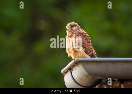 Closeup Portrait eines weiblichen Turmfalke (Falco tinnunculus) ruht und das Putzen in die dachrinne eines Hauses Stockfoto