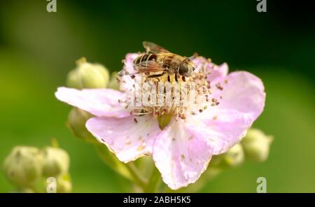 Drone fly Eristalis tenax Insekt Fütterung auf rosa Blüten an einem sonnigen Tag Stockfoto