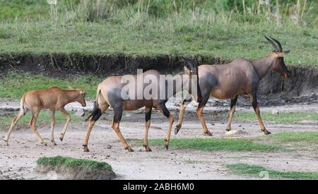 Weibliche und junge Topi (Damaliscus lunatus jimela) Spaziergang entlang eines trockenen Wasserlauf. Serengeti National Park, Tansania. Stockfoto