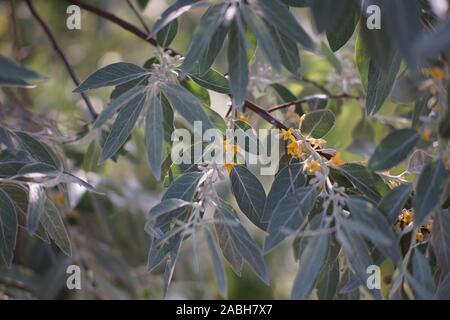 Sanddorn Blüte im Sommer Garten, closeup Zweig mit gelben Blumen. Stockfoto