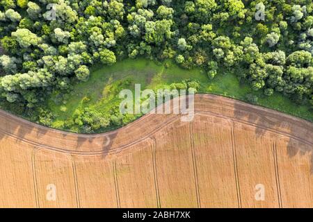 Luftbild fliegen über gelbe Korn Weizenfeld, zur Ernte bereit, direkt angrenzend an den grünen Wald. Landwirtschaftliche Landschaft Stockfoto