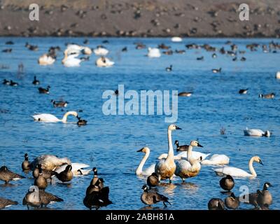 Schwäne und Gänse in Staten Island erhalten, Kalifornien Stockfoto