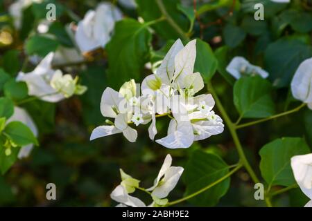 Weiße Bougainvillea Blumen, die sind wirklich große bunte kelchblatt wie Hüllblätter, die drei einfache wächsernen Blumen umgeben Stockfoto