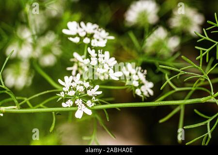 Koriander Blume. Stockfoto